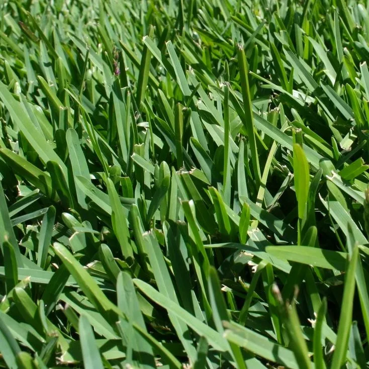 Sir Walter Buffalo turf for Perth lawns
