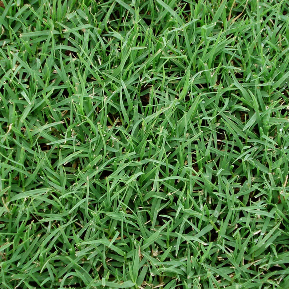 Village Green Kikuyu grass